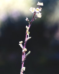 Ivesia santolinoides