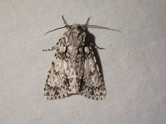 Acronicta marmorata