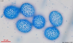 Scutellinia minor