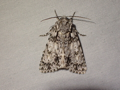 Acronicta marmorata