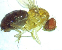 Drosophila neotestacea
