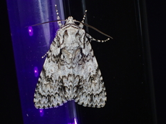 Acronicta marmorata