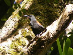 South Island Saddleback photo 3