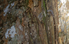 Hemidactylus palaichthus