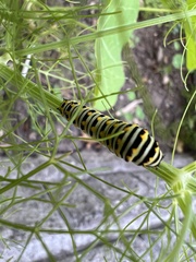Papilio polyxenes