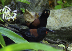 South Island Saddleback photo 4