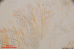 Scutellinia minor
