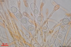 Scutellinia minor