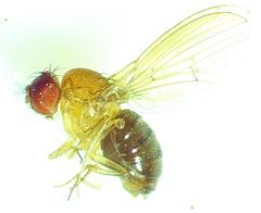 Drosophila neotestacea