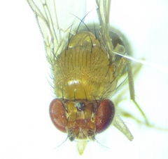 Drosophila neotestacea