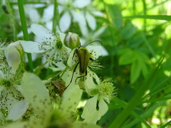Lepturobosca