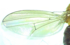 Drosophila neotestacea