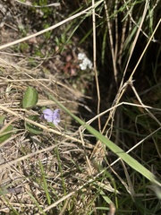 Viola epipsiloides