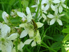 Lepturobosca