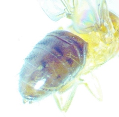 Drosophila neotestacea