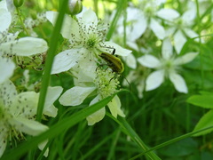 Lepturobosca