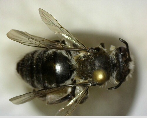 iNaturalist observation photo of Mining Bees