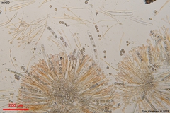 Scutellinia minor