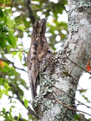 Nyctibius griseus