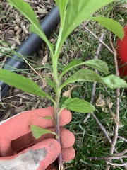Erechtites hieraciifolius
