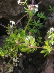 Galium productum