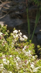 Galium productum