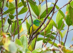 Chlorophonia cyanea