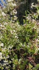 Galium productum