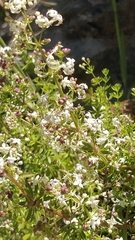 Galium productum