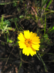 Layia pentachaeta