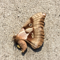 Antheraea polyphemus