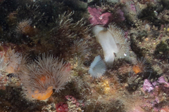 Metridium senile