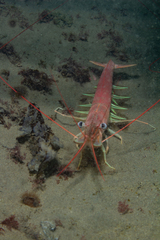 Pleoticus muelleri