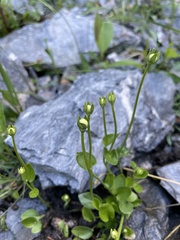 Parnassia palustris