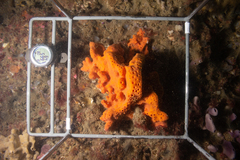 Porifera