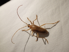 Centrodera
