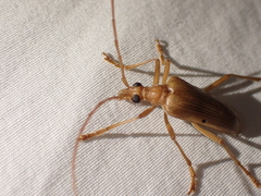 Centrodera