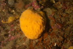 Porifera
