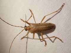 Centrodera