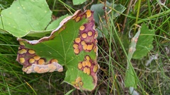 Puccinia poarum