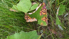 Puccinia poarum