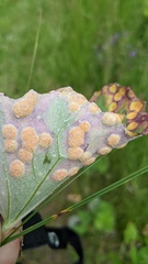 Puccinia poarum
