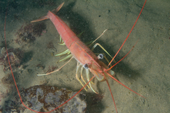 Pleoticus muelleri