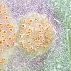 Puccinia poarum