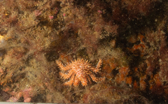 Lithodes santolla