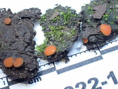 Scutellinia minor