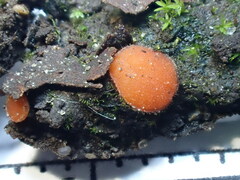 Scutellinia minor