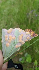 Puccinia poarum