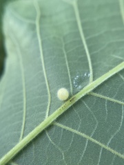 Caryomyia cilidolium