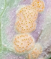Puccinia poarum